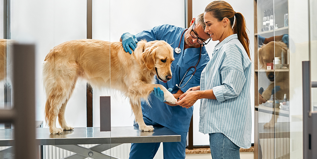 Vet charity calls for unified approach to contextualised care